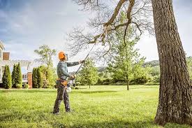 How Our Tree Care Process Works  in  Inglis, FL