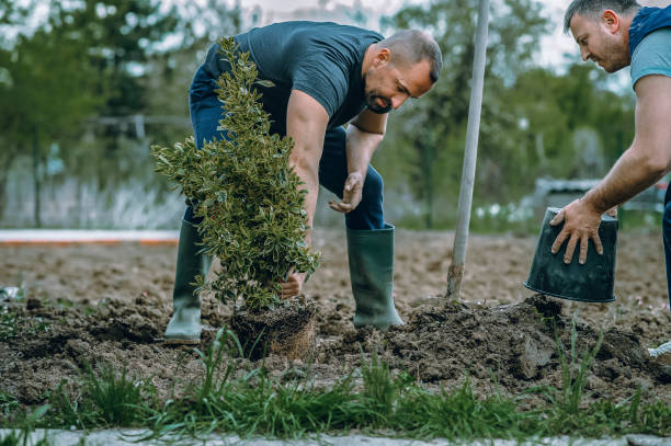 Best Weed Control  in Inglis, FL